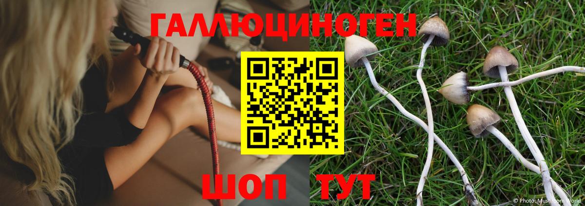 Галлюциногенные грибы Psilocybe Павлово